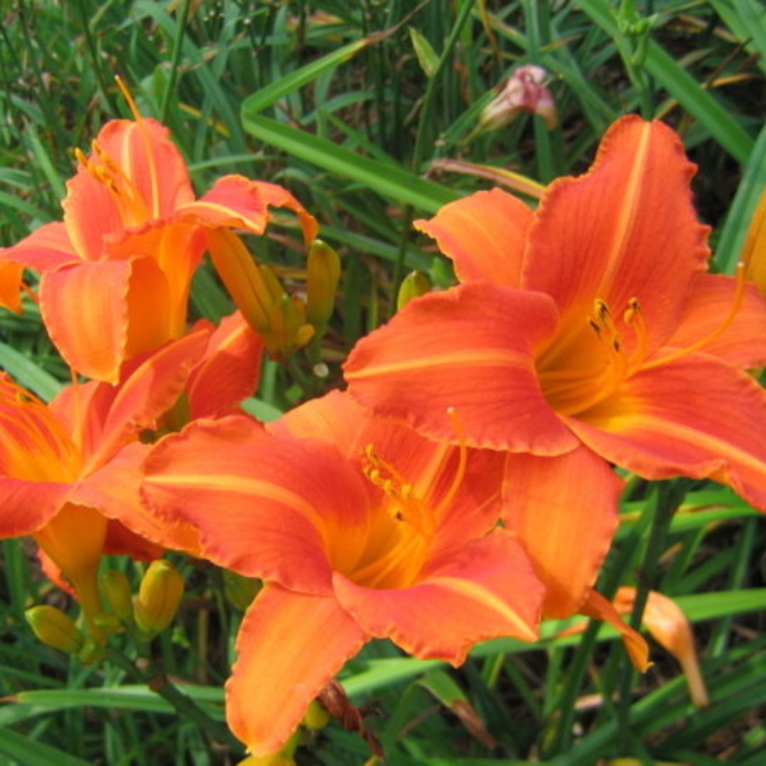 Lady Lucille Daylily | Fantastic Bloomer | Oakes Daylilies