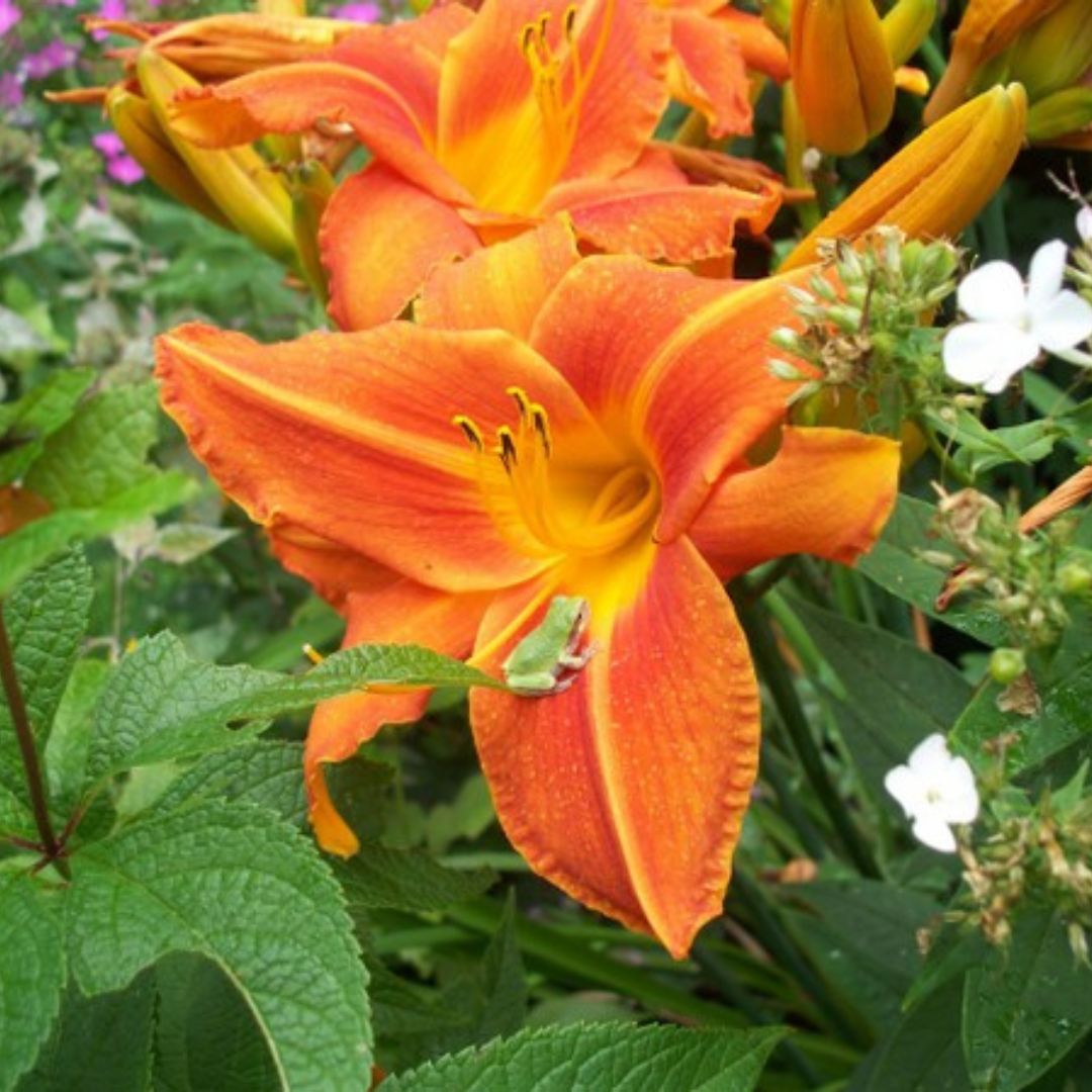 Lady Lucille Daylily | Fantastic Bloomer | Oakes Daylilies