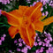 Lady Lucille daylily from Oakes Daylilies
