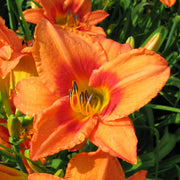 Leebea Orange Crush Daylily from Oakes Daylilies