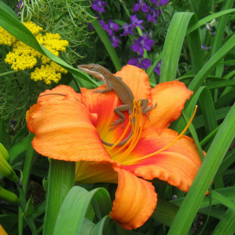Leebea Orange Crush Daylily from Oakes Daylilies