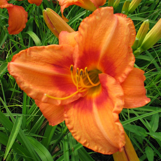 Leebea Orange Crush Daylily from Oakes Daylilies