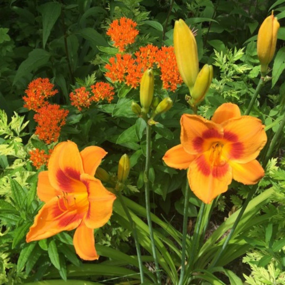 Leebea Orange Crush Daylily — Oakes Daylilies