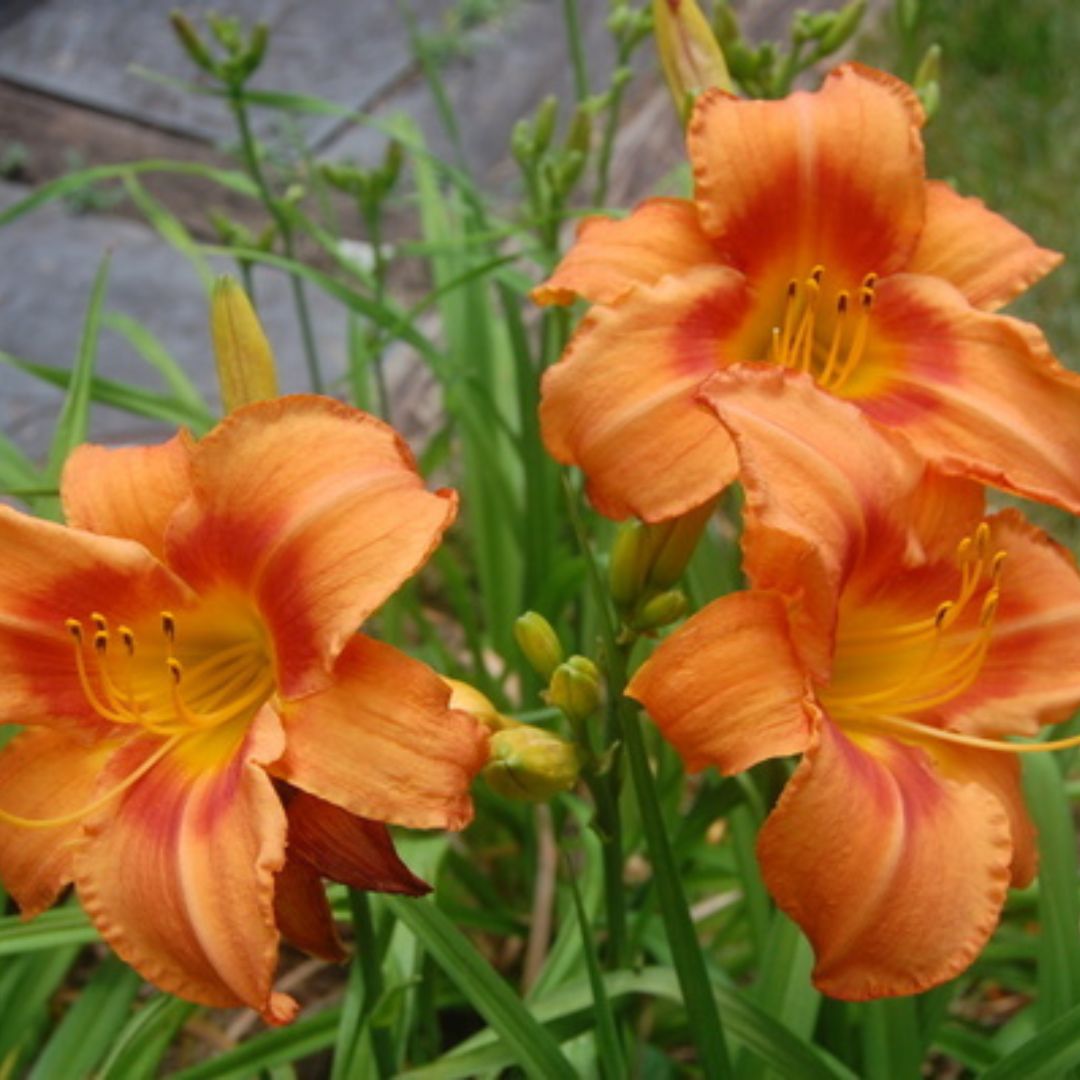 Leebea Orange Crush Daylily — Oakes Daylilies