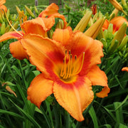 Leebea Orange Crush Daylily from Oakes Daylilies