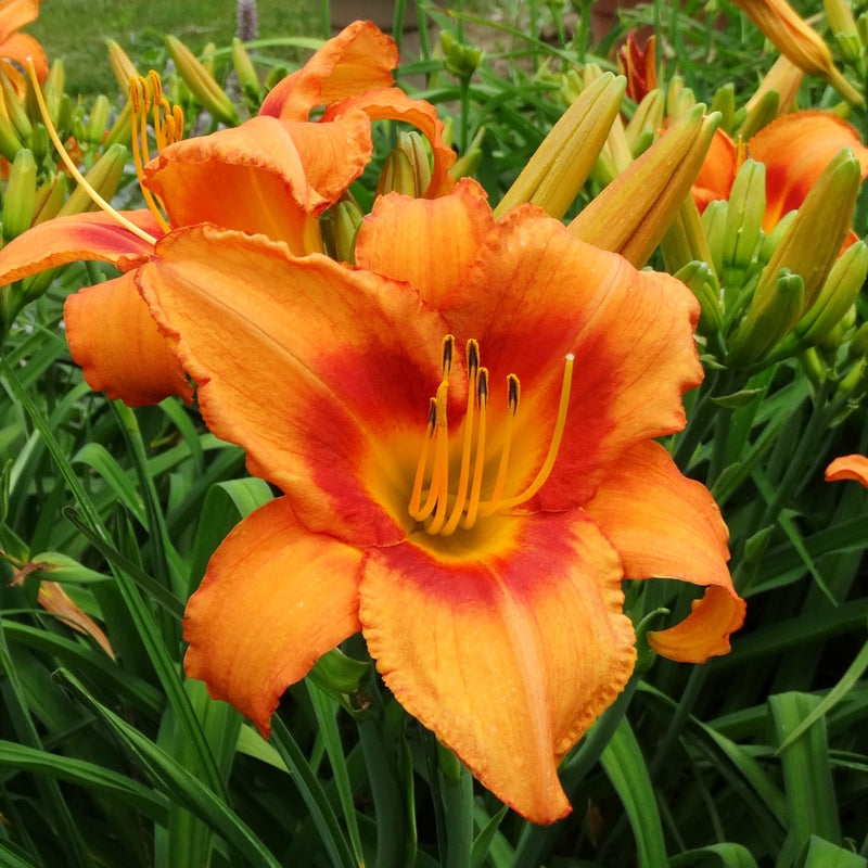 Leebea Orange Crush Daylily from Oakes Daylilies