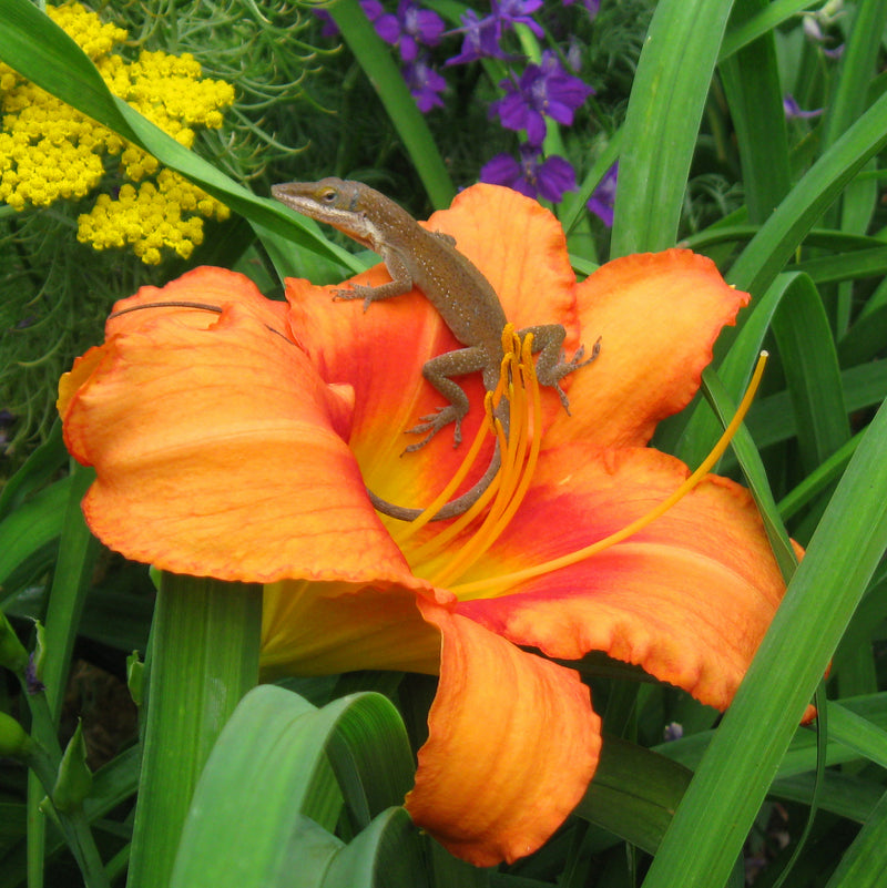 Leebea Orange Crush Daylily from Oakes Daylilies