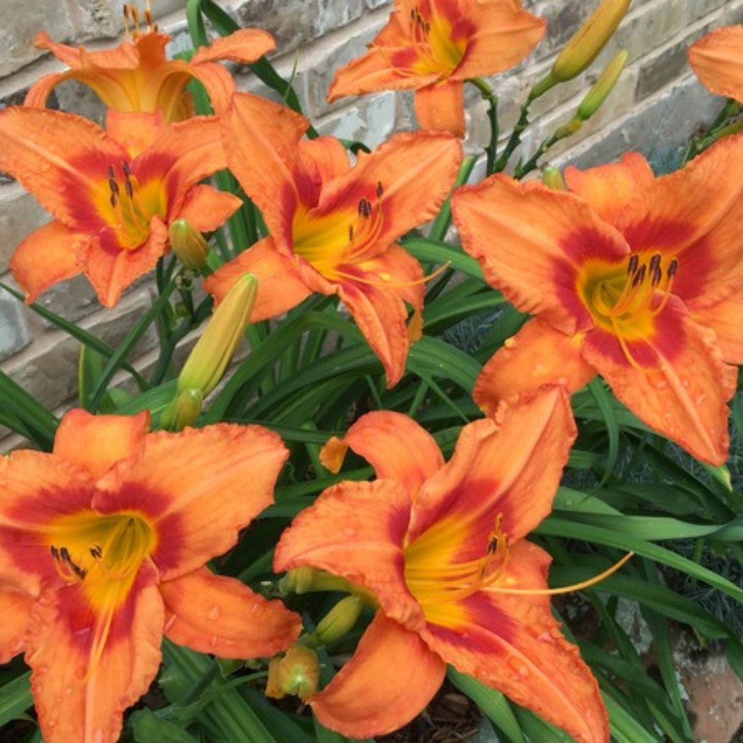Leebea Orange Crush Daylily — Oakes Daylilies