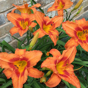 Leebea Orange Crush Daylily from Oakes Daylilies