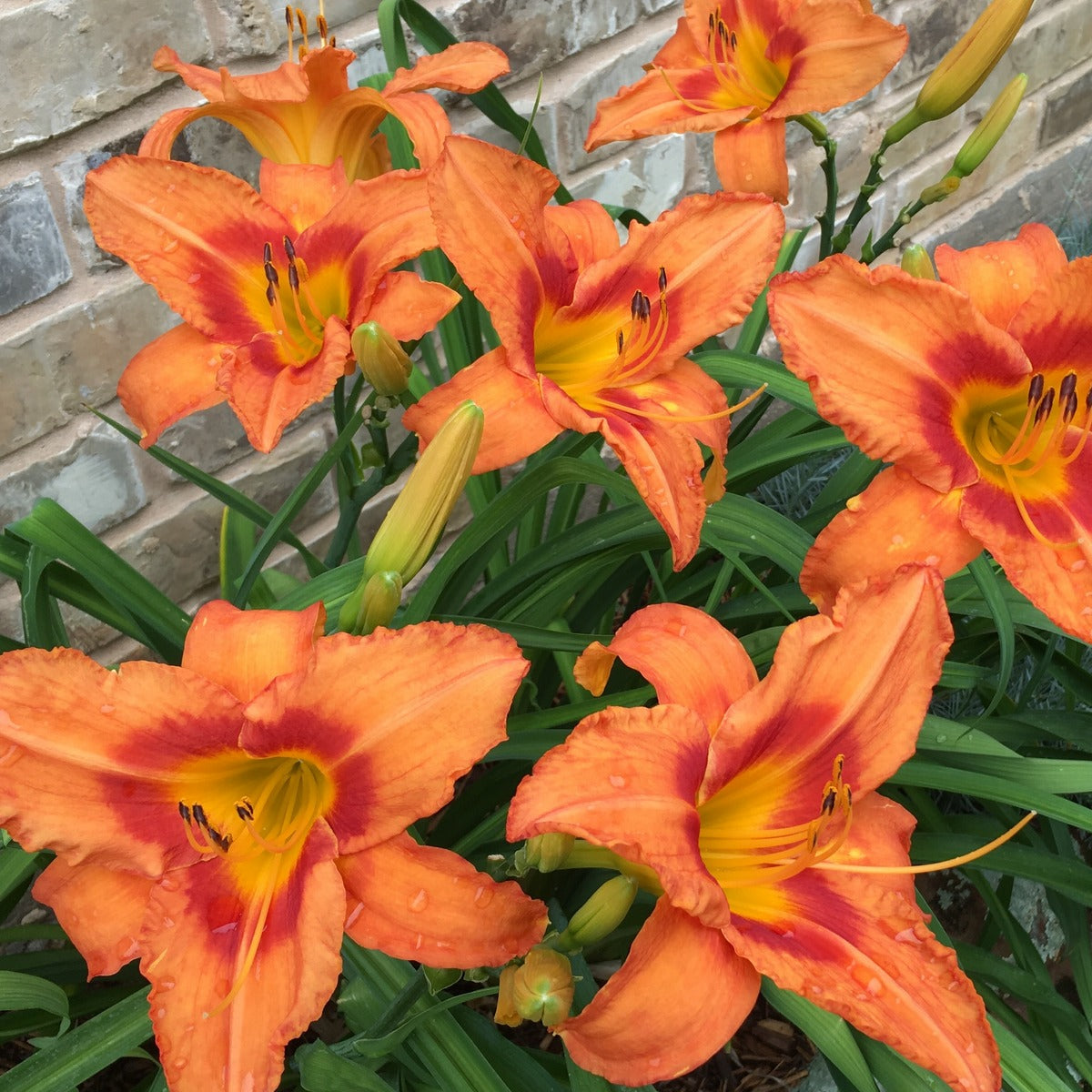 Leebea Orange Crush Daylily from Oakes Daylilies