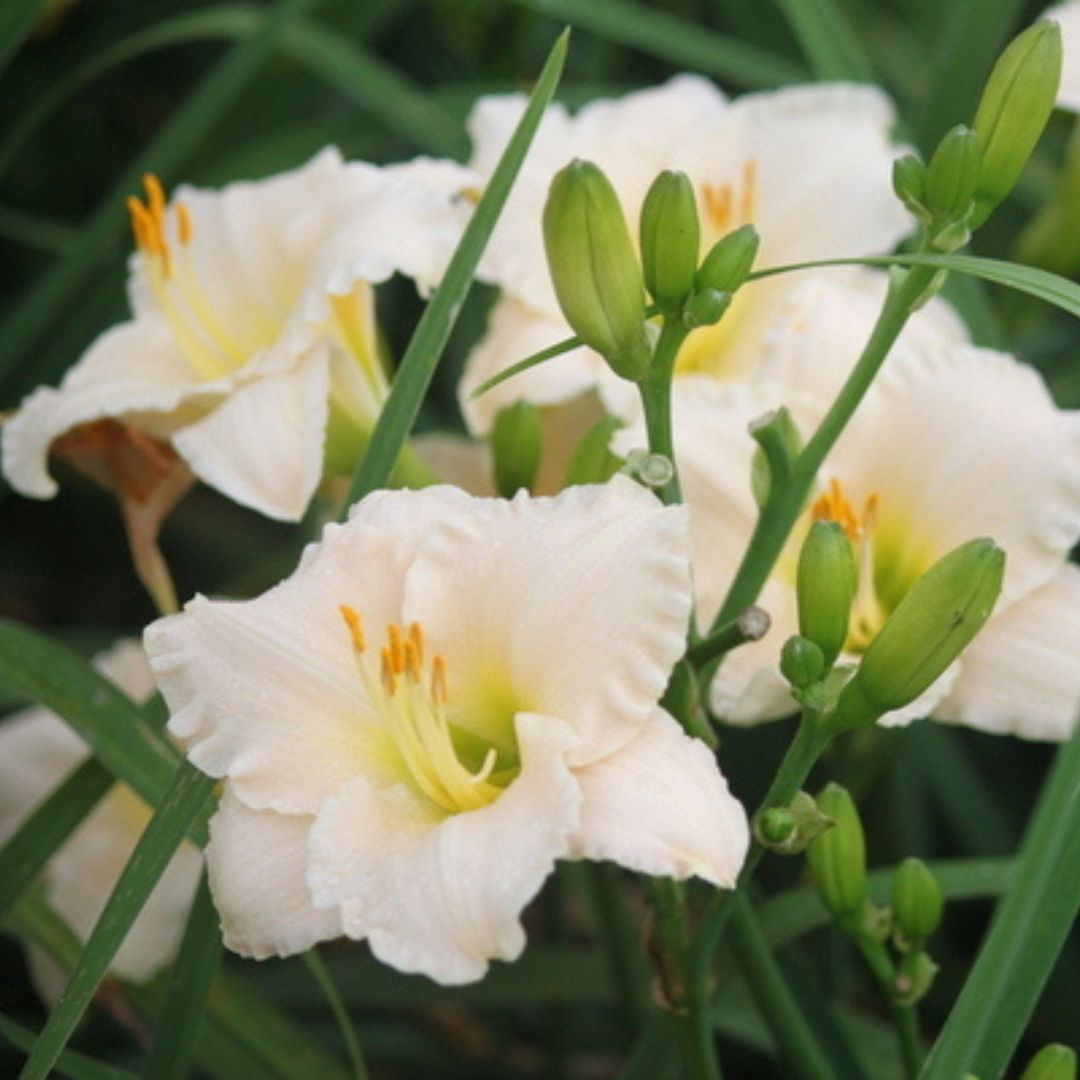 Lullaby Baby Daylily | Reblooming Beauty | Oakes Dayliles — Oakes