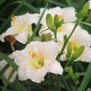 Lullaby Baby daylily from Oakes Daylilies