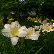 Lullaby Baby daylily from Oakes Daylilies