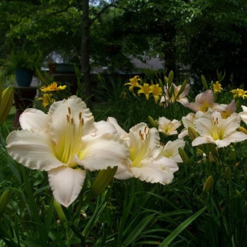 Lullaby Baby daylily from Oakes Daylilies