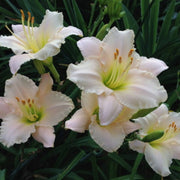 Lullaby Baby daylily from Oakes Daylilies