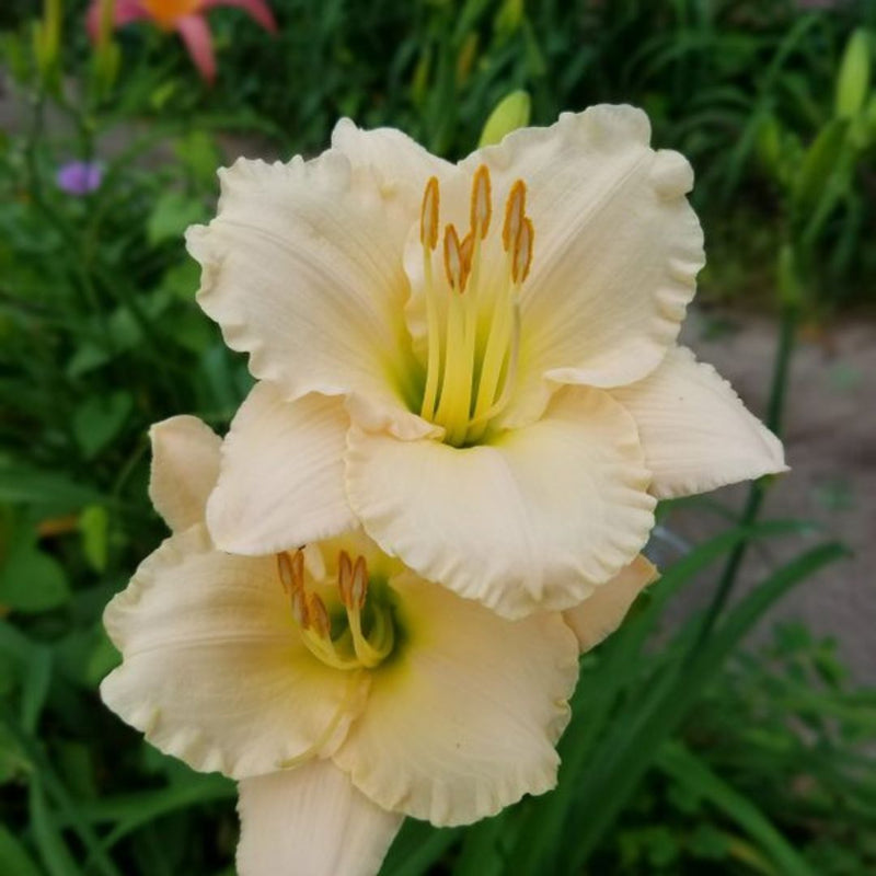 Lullaby Baby daylily from Oakes Daylilies