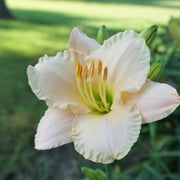 Lullaby Baby daylily from Oakes Daylilies