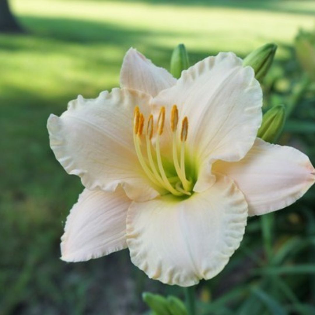 Lullaby Baby Daylily | Reblooming Beauty | Oakes Dayliles — Oakes