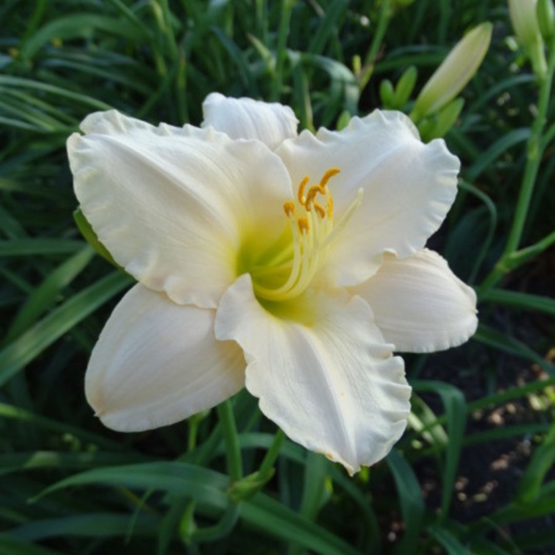 Lullaby Baby Daylily | Reblooming Beauty | Oakes Dayliles — Oakes