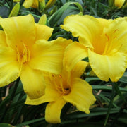 Mary Todd Daylily from Oakes Daylilies