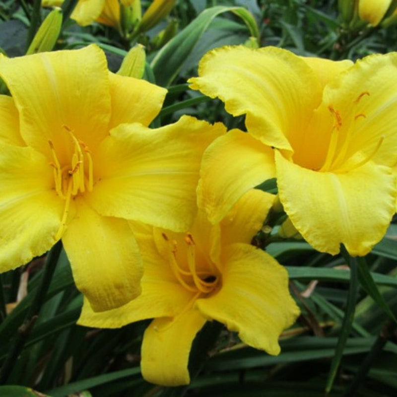 Mary Todd Daylily from Oakes Daylilies