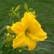Mary Todd Daylily from Oakes Daylilies