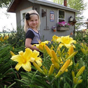 Mary Todd Daylily from Oakes Daylilies
