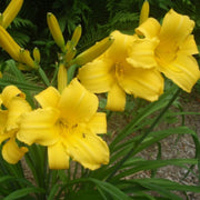Mary Todd Daylily from Oakes Daylilies