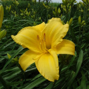 Mary Todd Daylily from Oakes Daylilies
