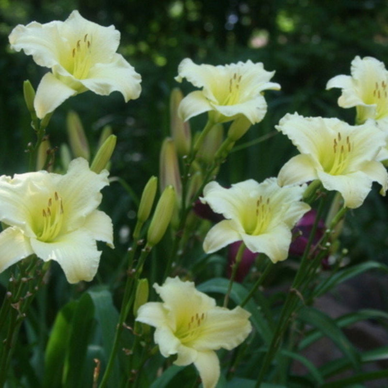 Miss Amelia daylily from Oakes Daylilies