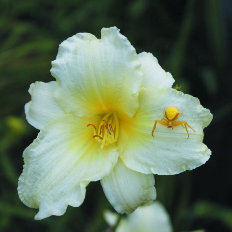 Miss Amelia daylily from Oakes Daylilies