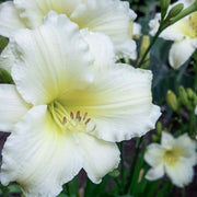 Miss Amelia daylily from Oakes Daylilies
