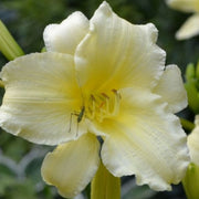 Miss Amelia daylily from Oakes Daylilies