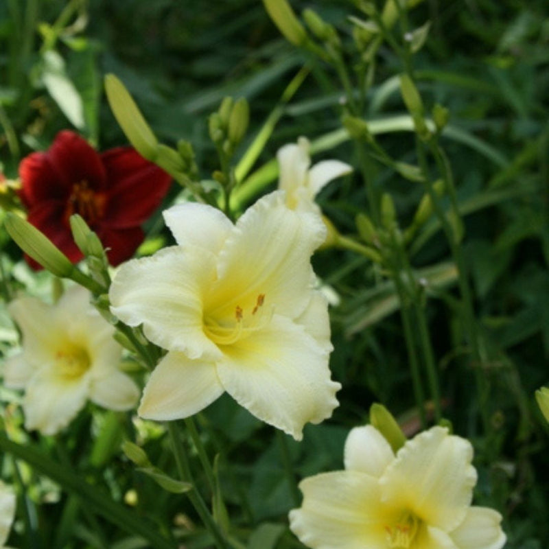 Miss Amelia daylily from Oakes Daylilies