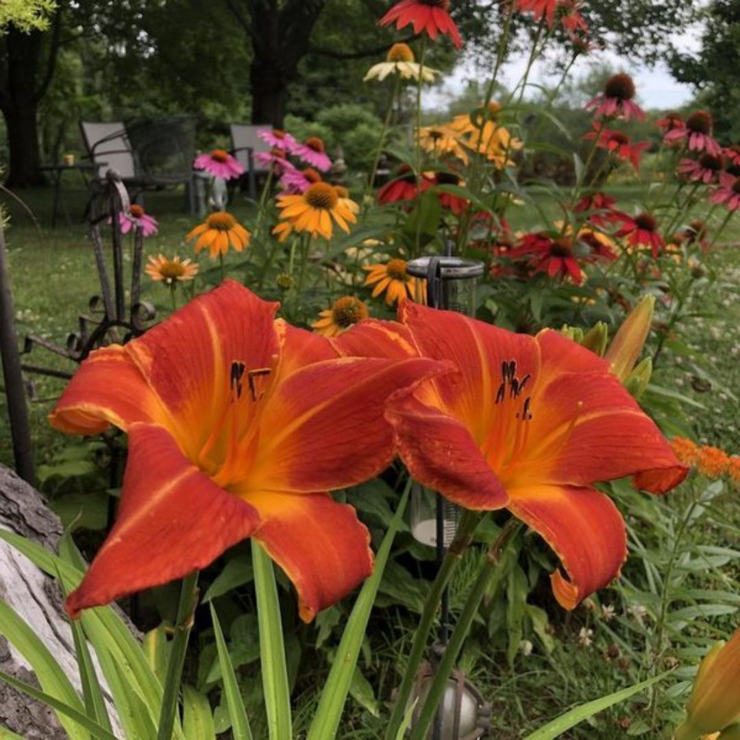 Orange Vols Daylily | Excellent Rebloom | Oakes Daylilies
