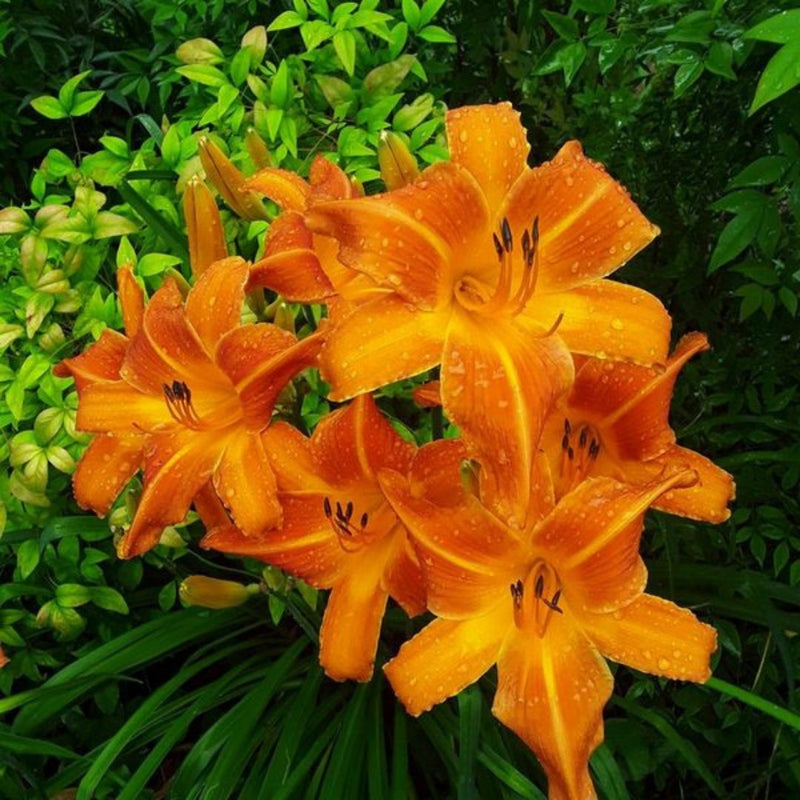 Orange Vols Daylily from Oakes Daylilies