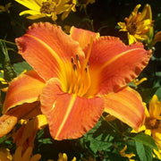 Orange Vols Daylily from Oakes Daylilies