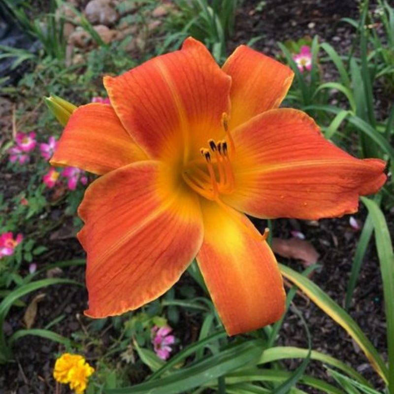 Orange Vols Daylily from Oakes Daylilies