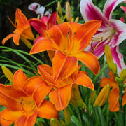 Orange Vols Daylily from Oakes Daylilies