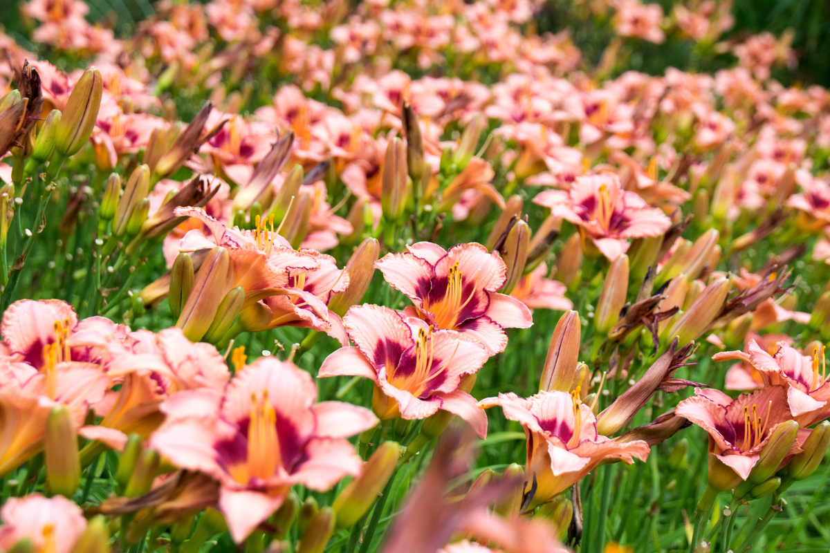 What Are Reblooming Daylilies?