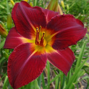 Red Volunteer Daylily from Oakes Daylilies
