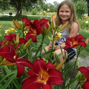 Red Volunteer Daylily from Oakes Daylilies
