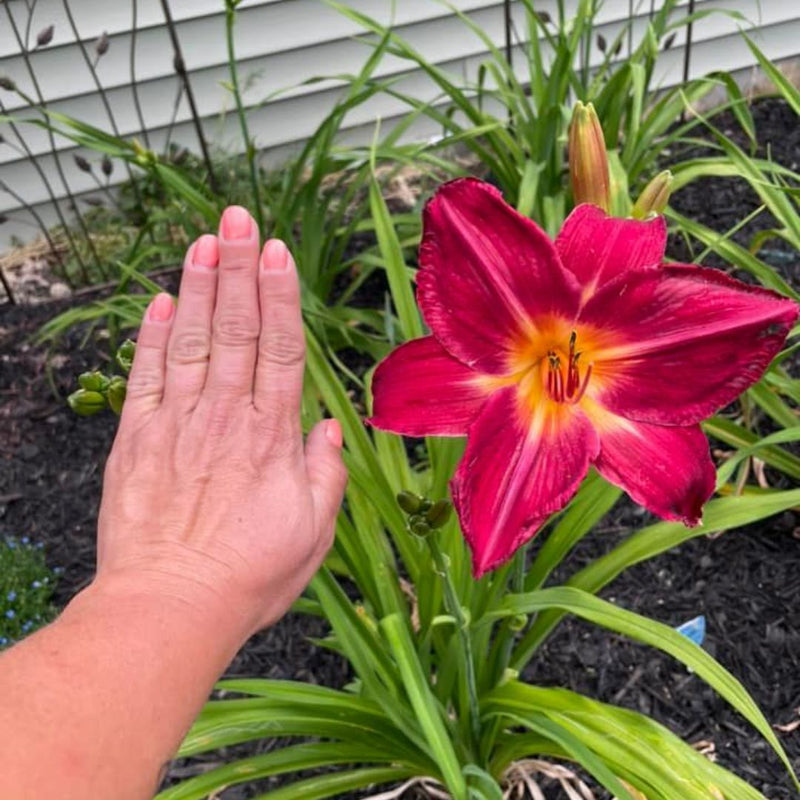 Red Volunteer Daylily from Oakes Daylilies