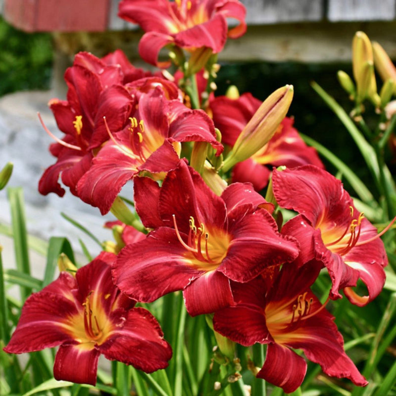 Red Volunteer Daylily from Oakes Daylilies