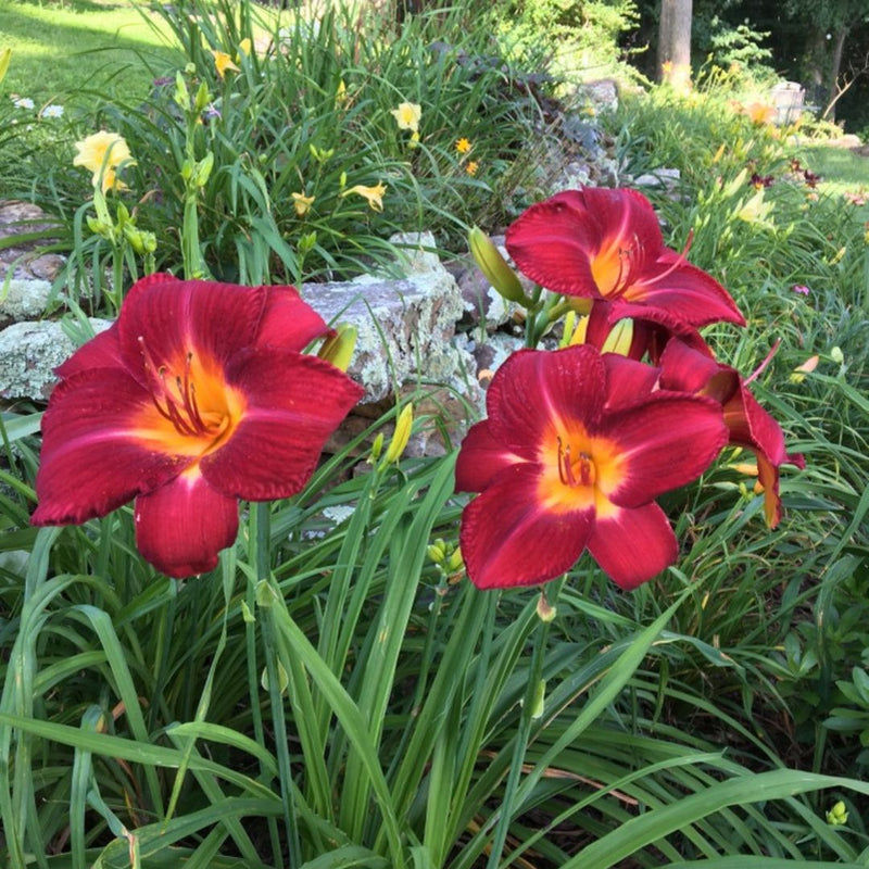 Red Volunteer Daylily from Oakes Daylilies