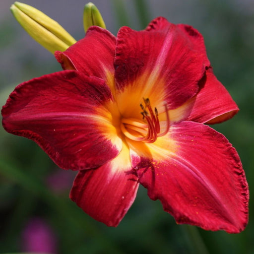 Red Volunteer Daylily from Oakes Daylilies