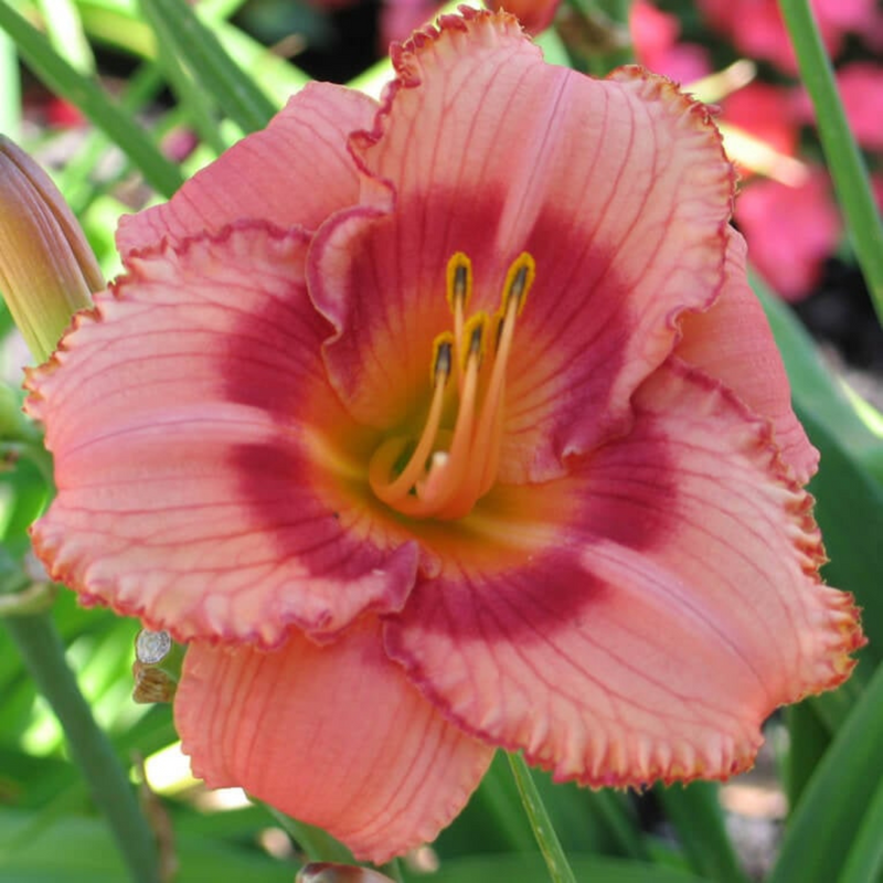 Customer Favorites Collection