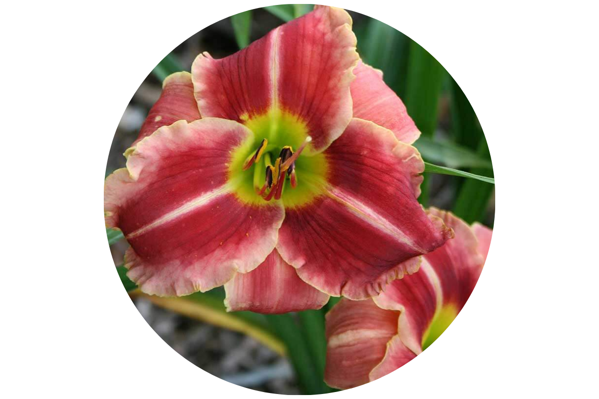 Free "Bonus" Daylilies in Each Order!