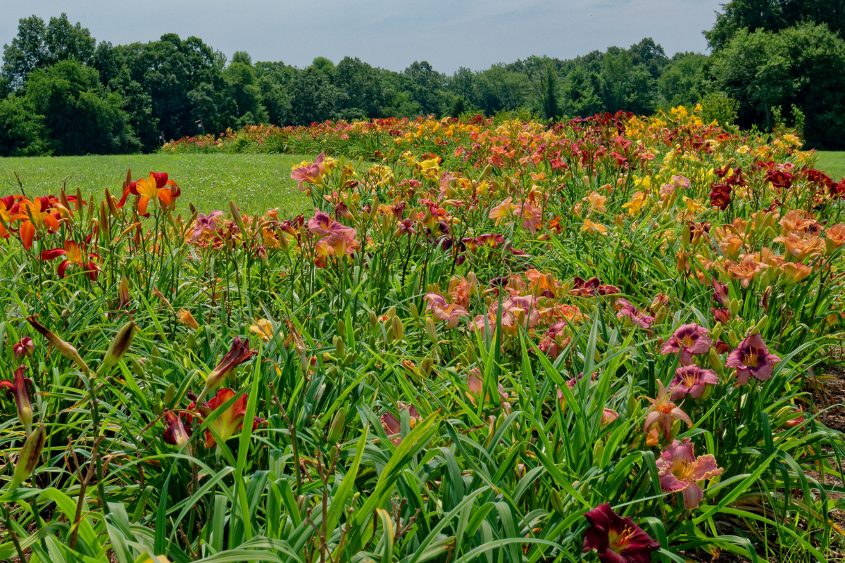 What Daylilies Can I Grow?