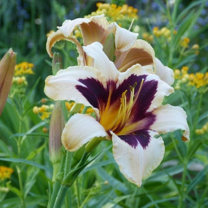 Wild Horses daylily from Oakes Daylilies